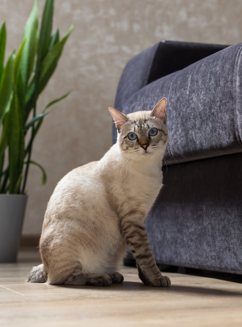 A cat sits on the floor beside a couch