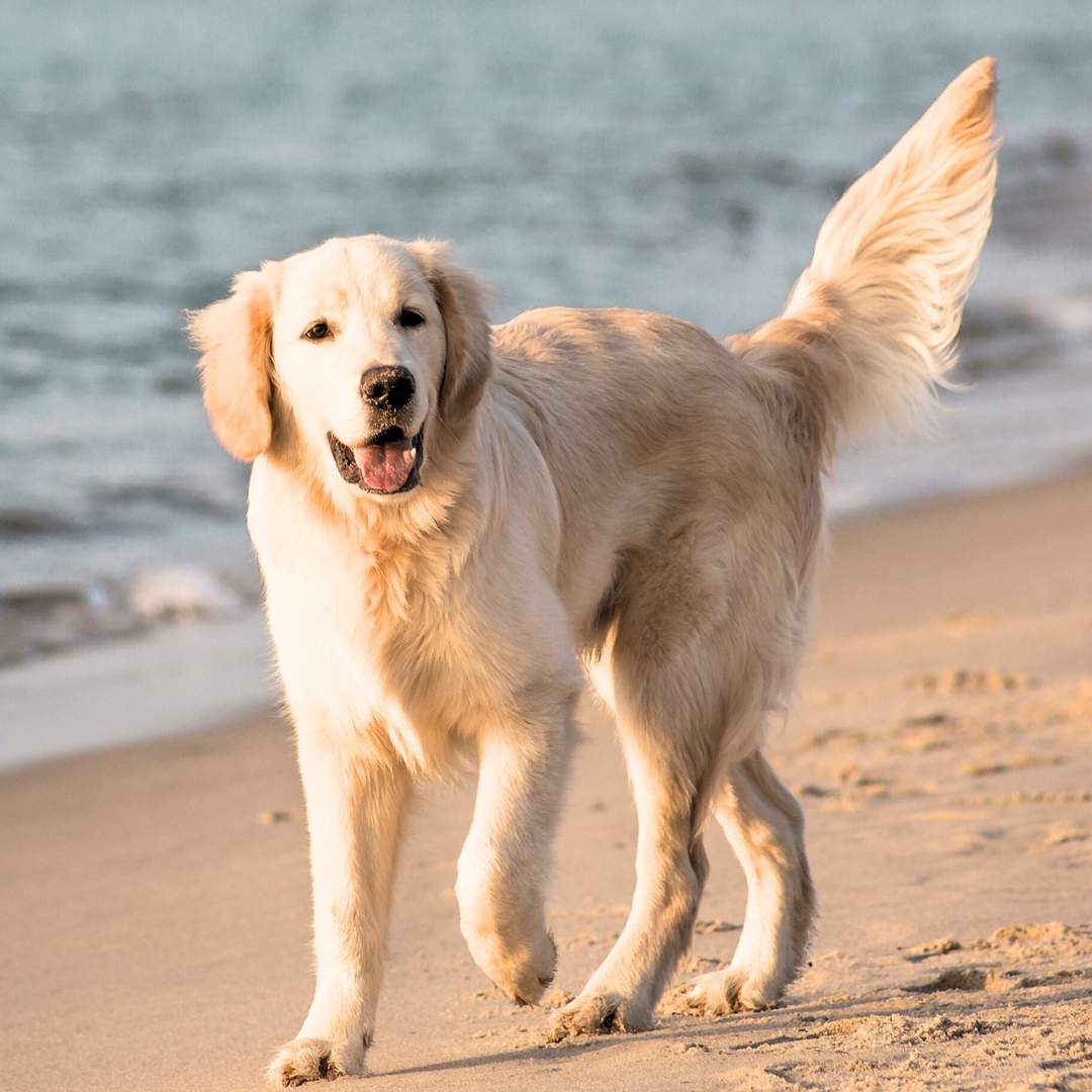 A dog joyfully walking along the sandy beach