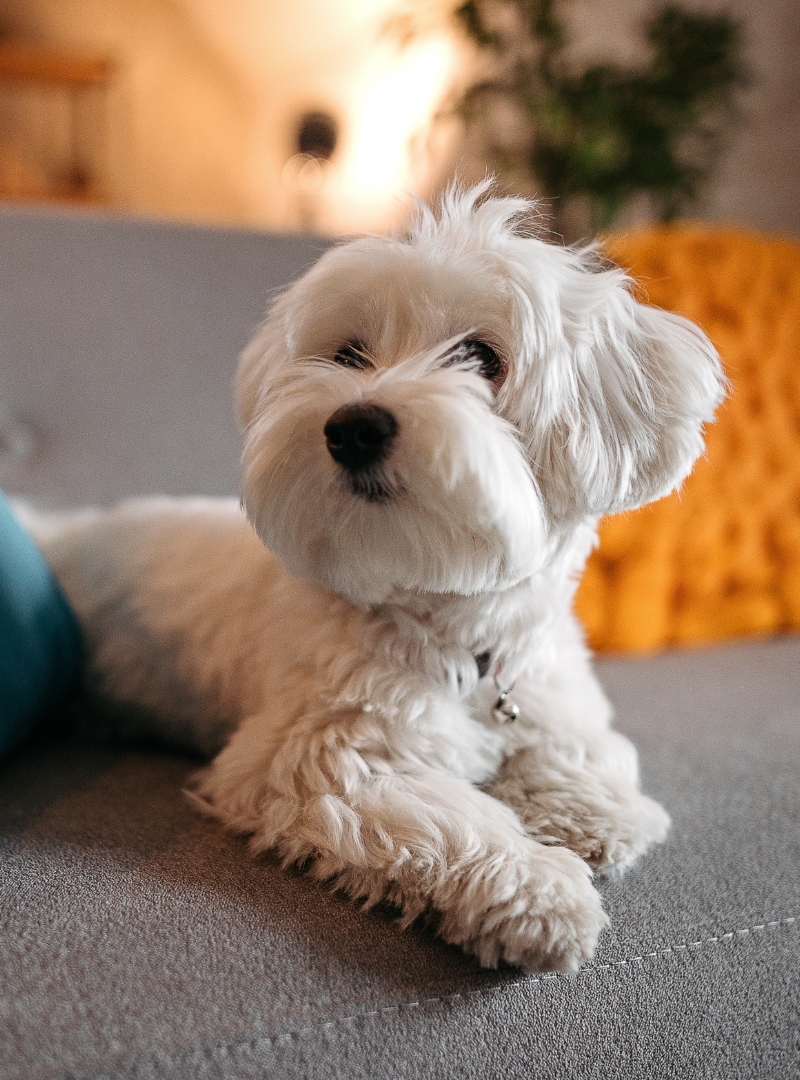 A small white dog sits comfortably on a couch