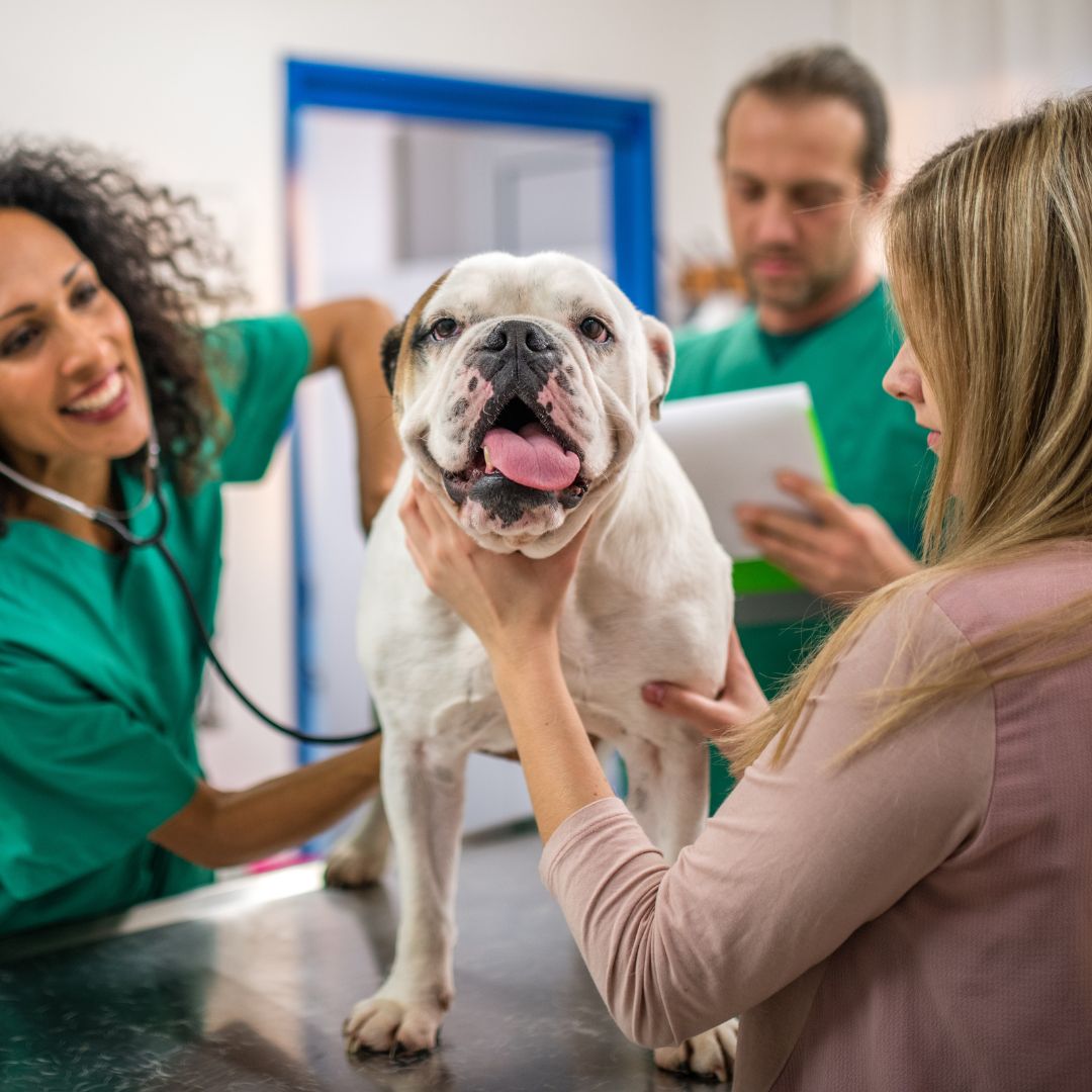 a bulldog being examined by veterinary staff in a clinic