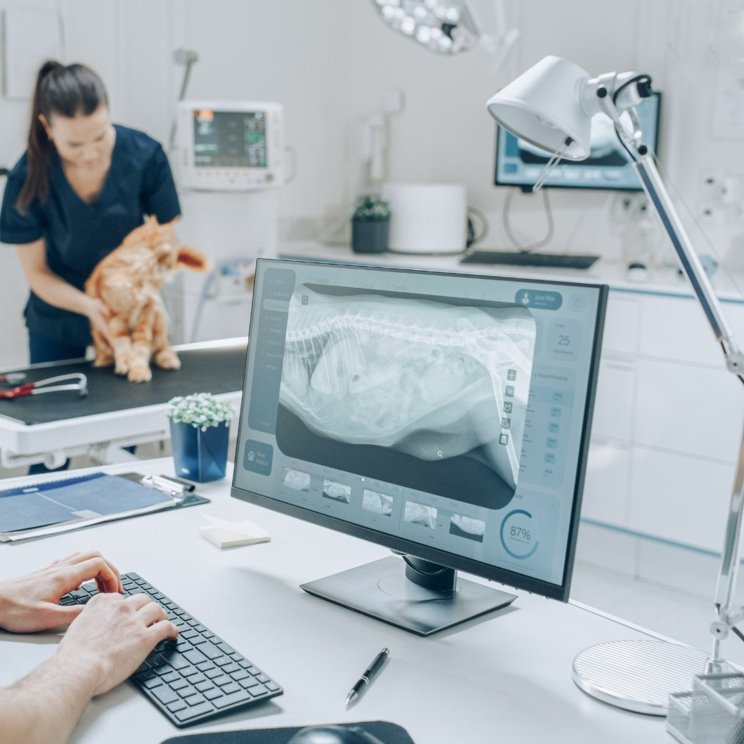 a cat on the table and a computer screen displaying an X-ray