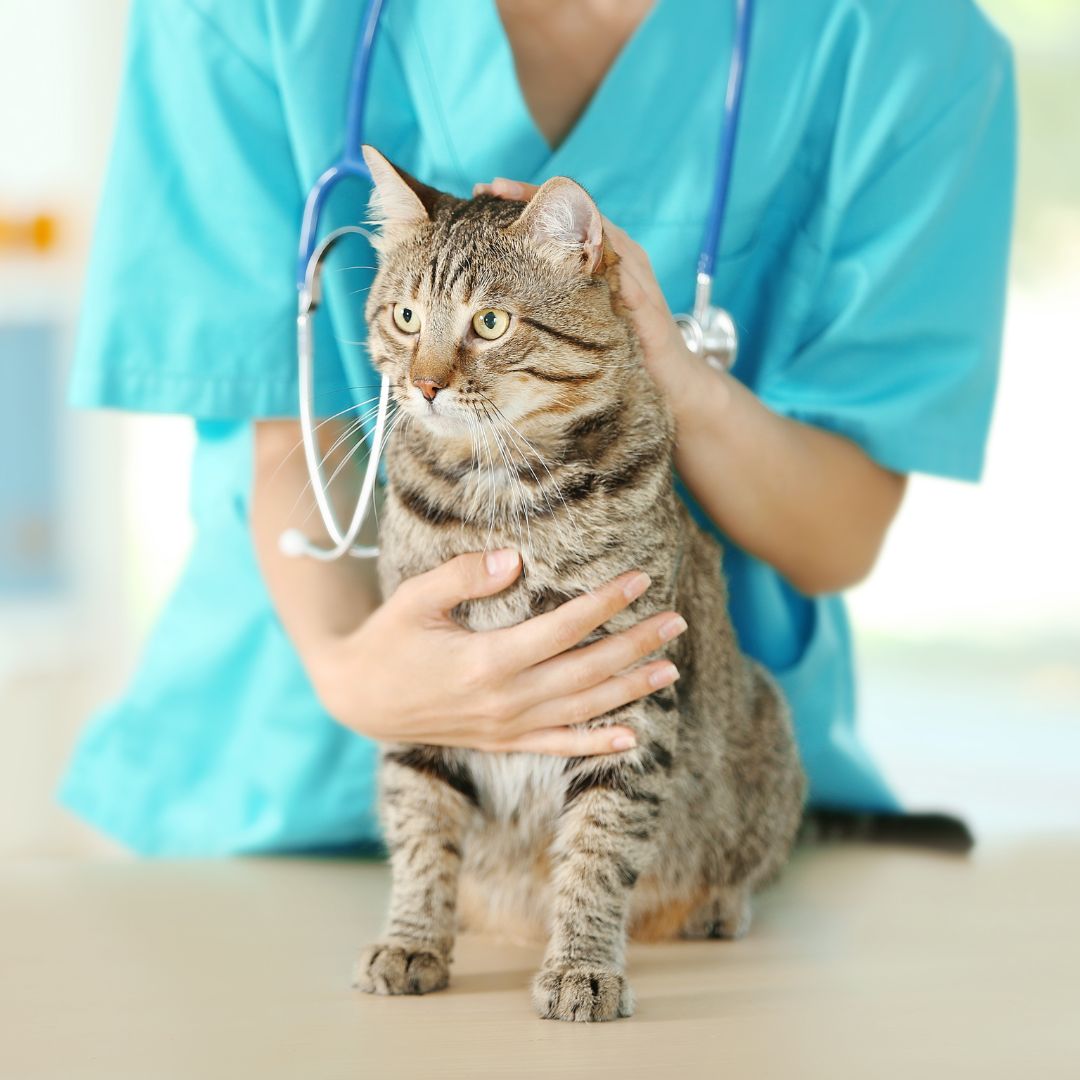 a vet holding a cat with a stethoscope around their neck