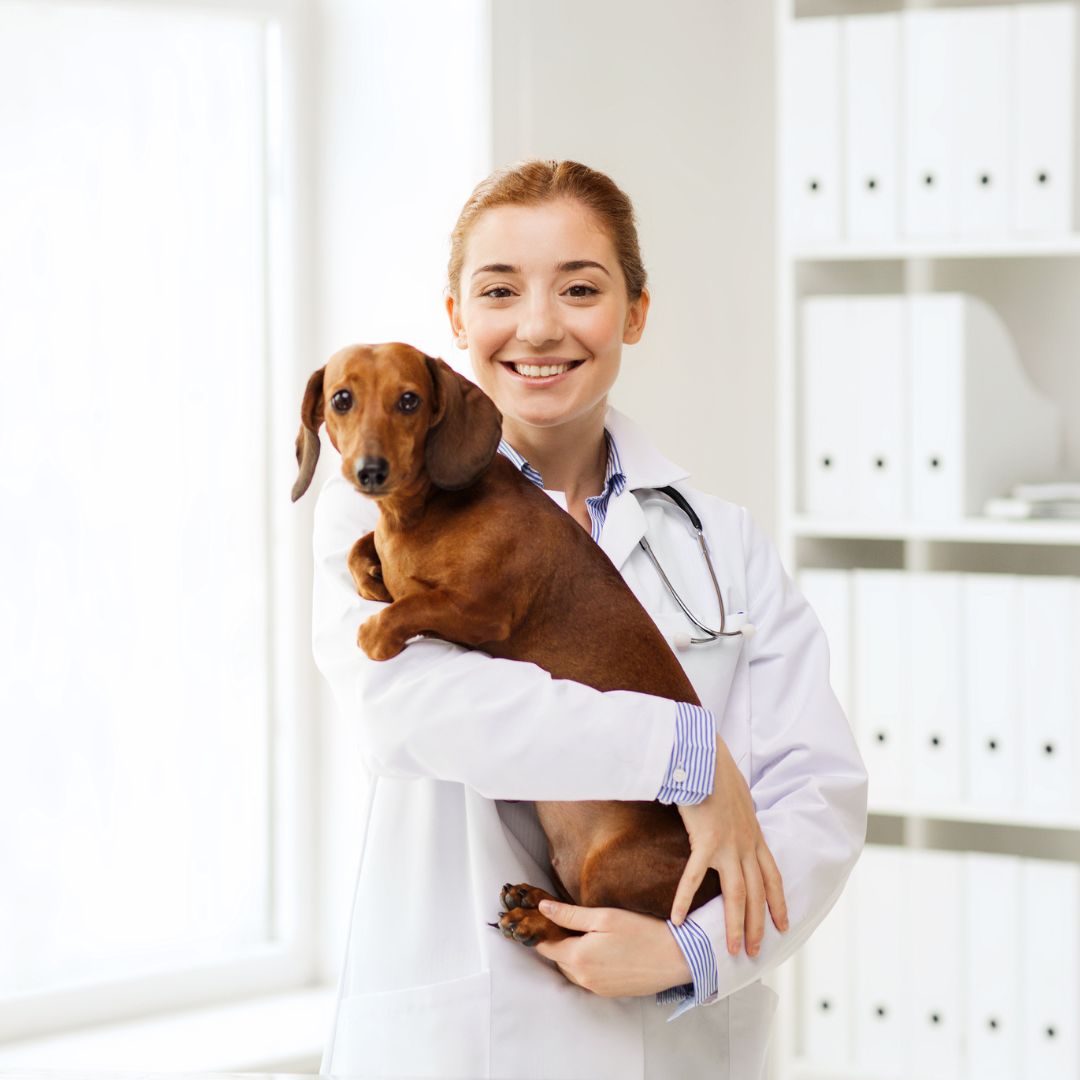 a vet holding a dog in a clinic