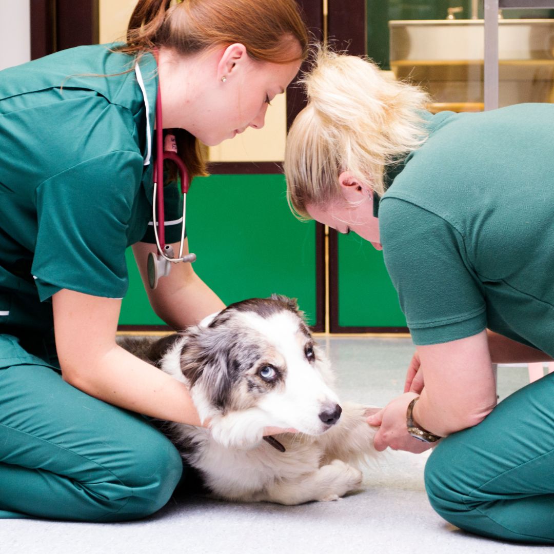 two veterinarians attending to a dog on the floor